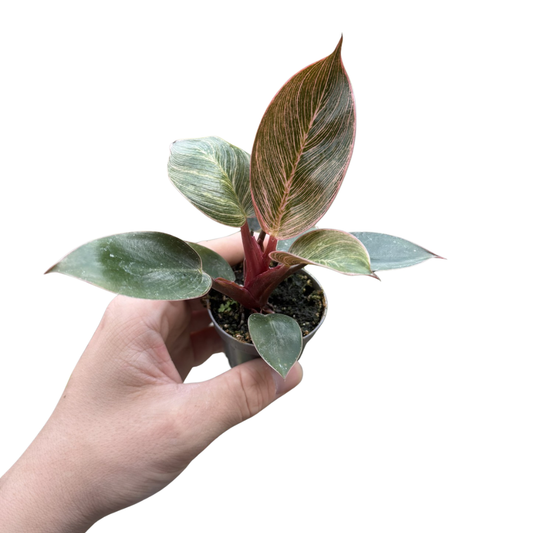 Philodendron 'Pink Bikini'