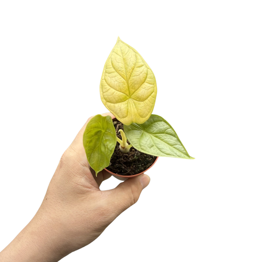 Alocasia 'Golden Dragon'