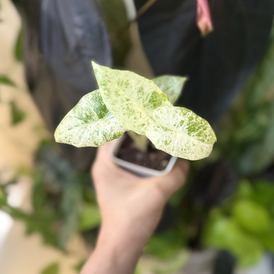 Alocasia odora 'Batik Variegated'