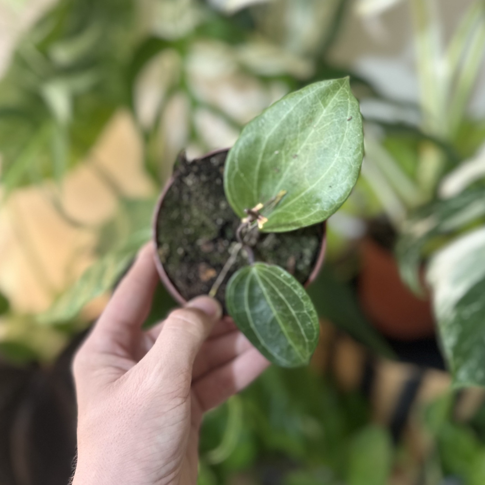 Hoya 'Sarawac Cream'