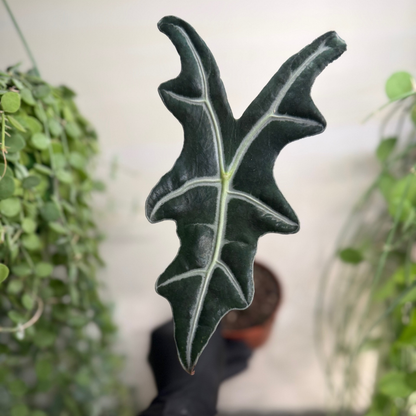 Alocasia sanderiana 'Nobilis' 10.5cm - #6