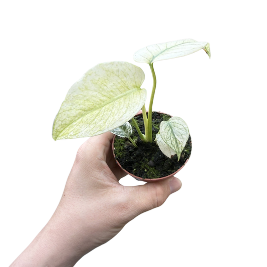 Monstera 'Mint Variegated'