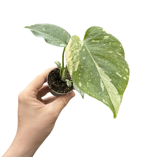 Monstera 'Thai Constellation'
