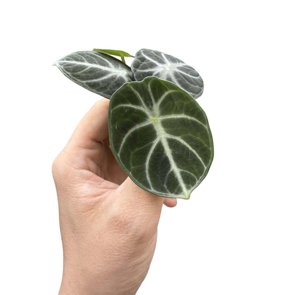 Alocasia reginula 'Ninja'