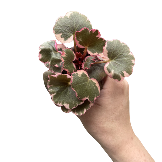 Saxifraga stolonifera 'Tricolour'