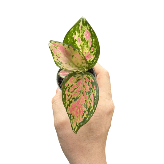Aglaonema 'Red Valentine'