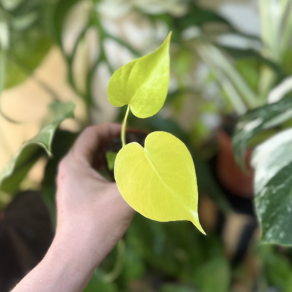 Monstera 'Lime Banana'