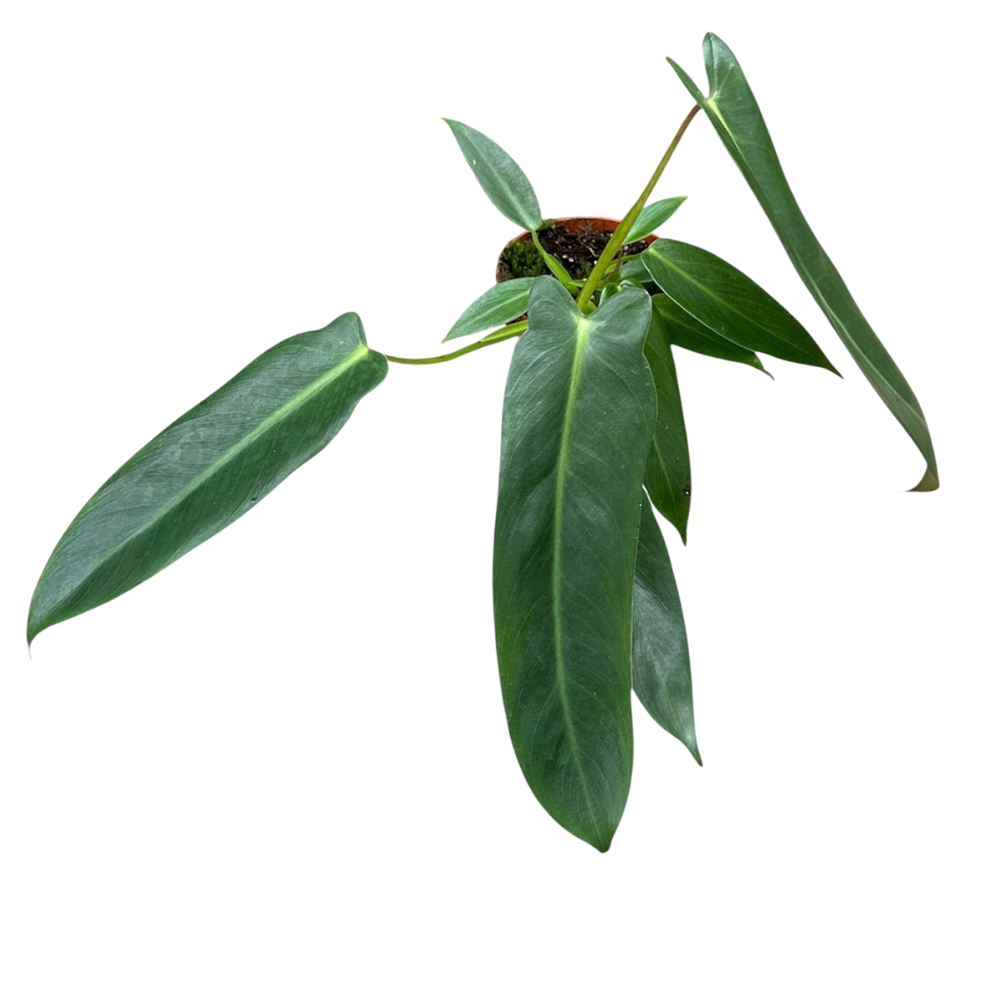 Philodendron 'Spiritus-Sancti'