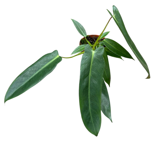 Philodendron 'Spiritus-Sancti'