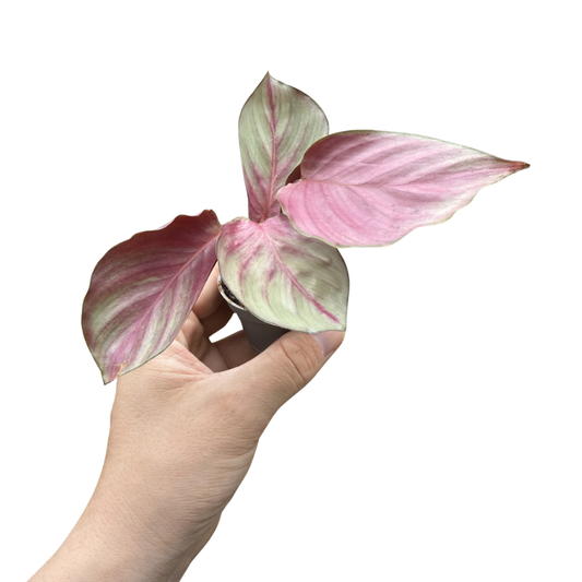 Calathea 'Silver Plate'