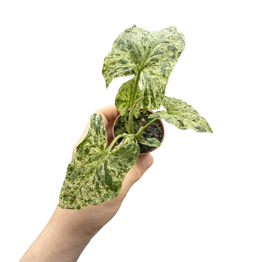 Syngonium 'Mottled / Mojito'