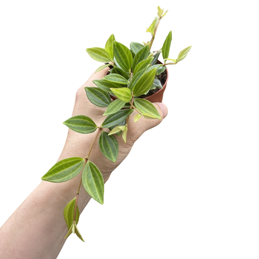 Peperomia angulata