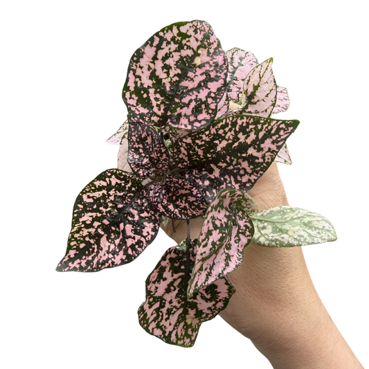 Hypoestes phyllostachya 'Super Pink'