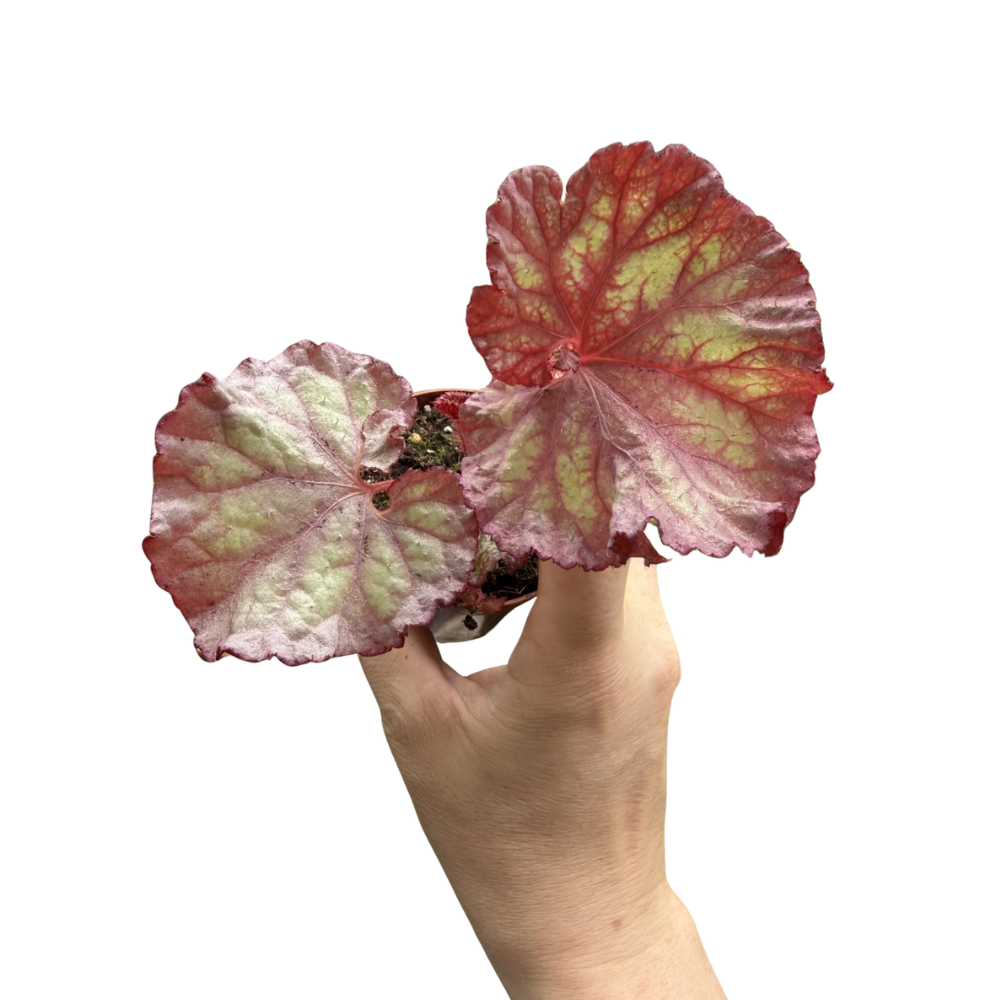 Begonia 'Pink Panther'