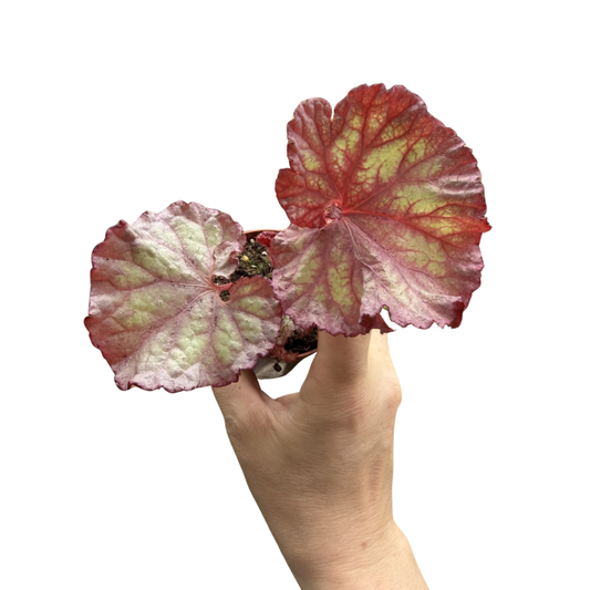 Begonia 'Pink Panther'