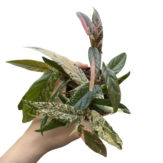 Ficus sagittata 'Pink Variegated'