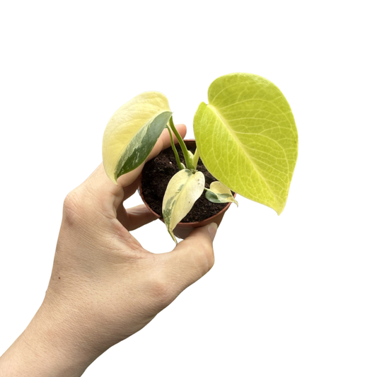 Monstera deliciosa 'Aurea Variegated'