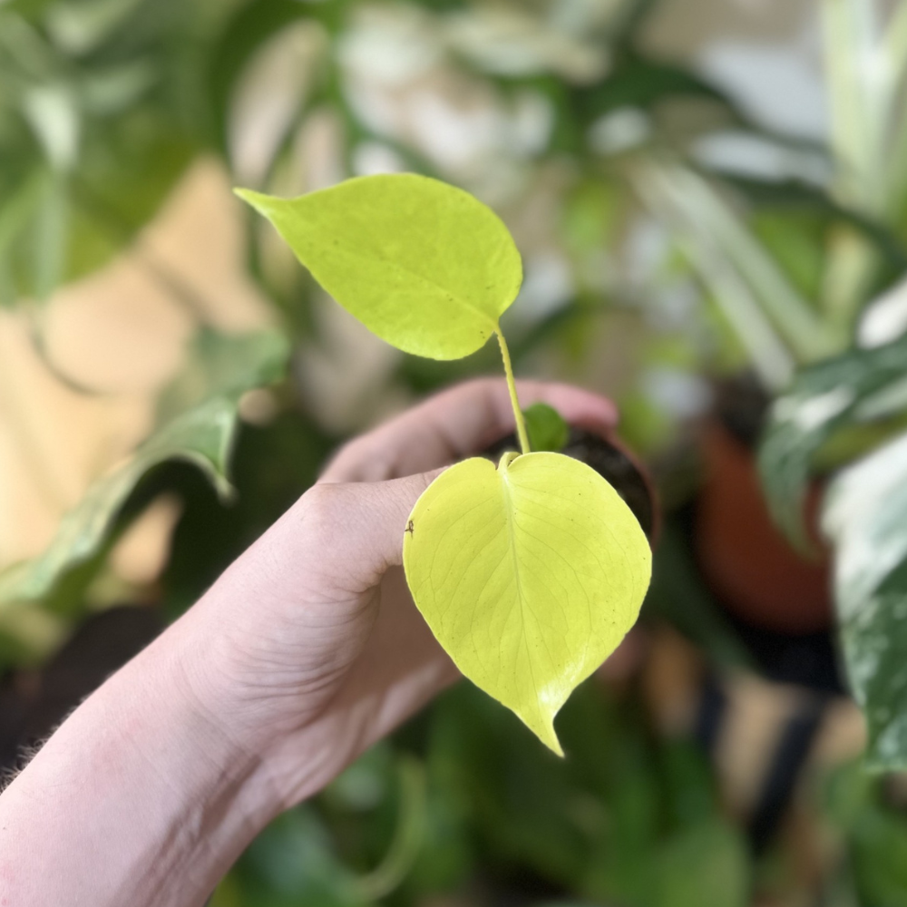 Monstera 'Lime Banana'