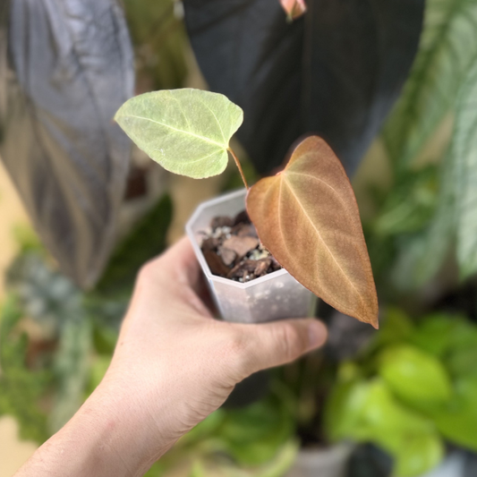 Anthurium 'NOX' x 'Blue Papillilaminum'