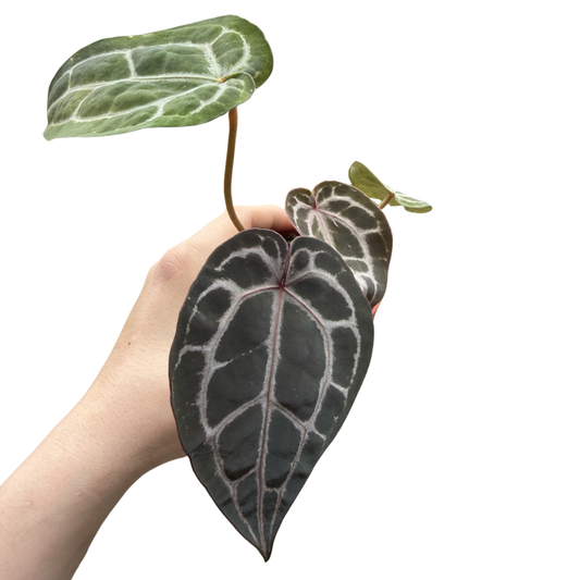 Anthurium 'Docblock Michelle'