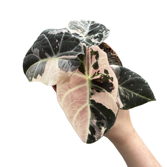 Alocasia 'Black Velvet Pink Variegated'