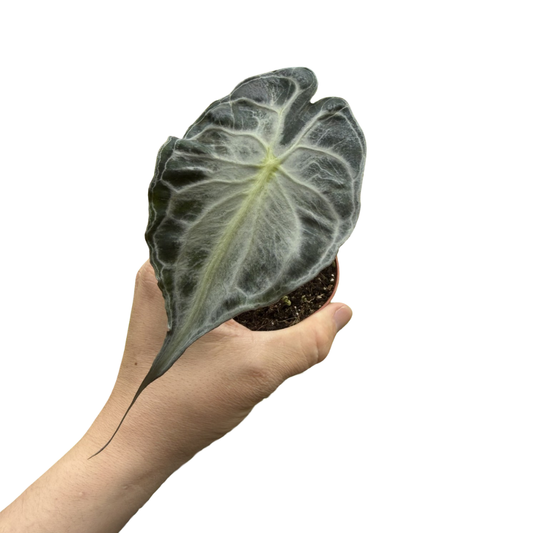 Alocasia 'Venom'