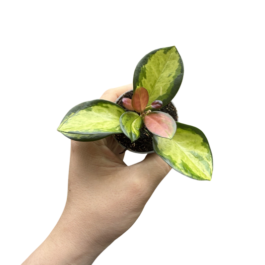 Hoya carnosa 'Tricolour'