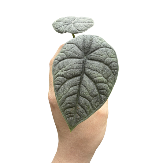 Alocasia 'Melo'