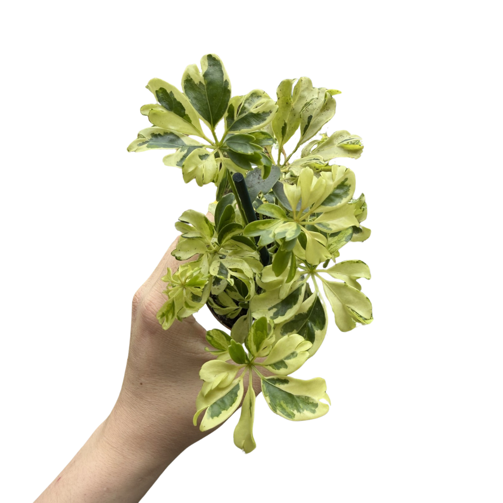 Schefflera arboricola 'Janine'
