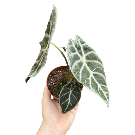 Alocasia watsoniana 'Lightning'