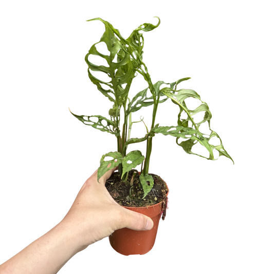 Monstera obliqua 'Peru'