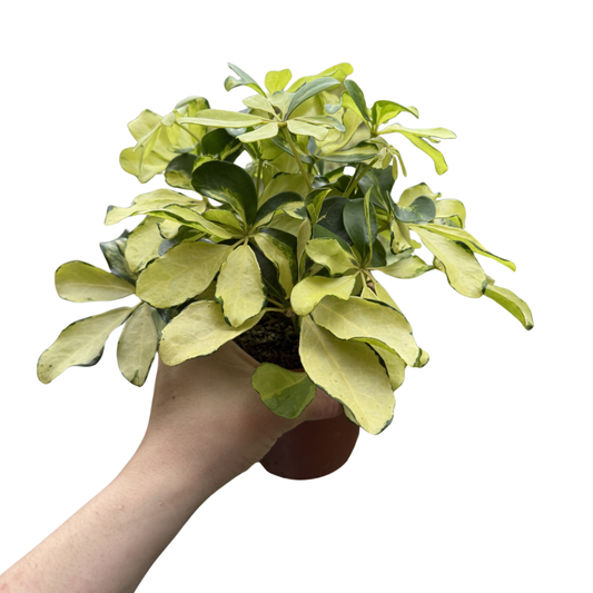 Schefflera arboricola 'Melanie'