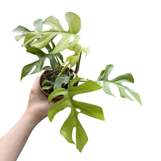 Rhaphidophora tetrasperma 'Goldrush'