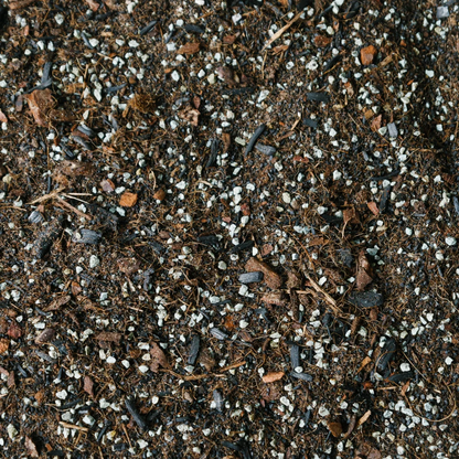 Premium Terrarium Blend