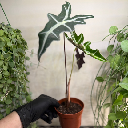 Alocasia sanderiana 'Nobilis' 10.5cm - #7