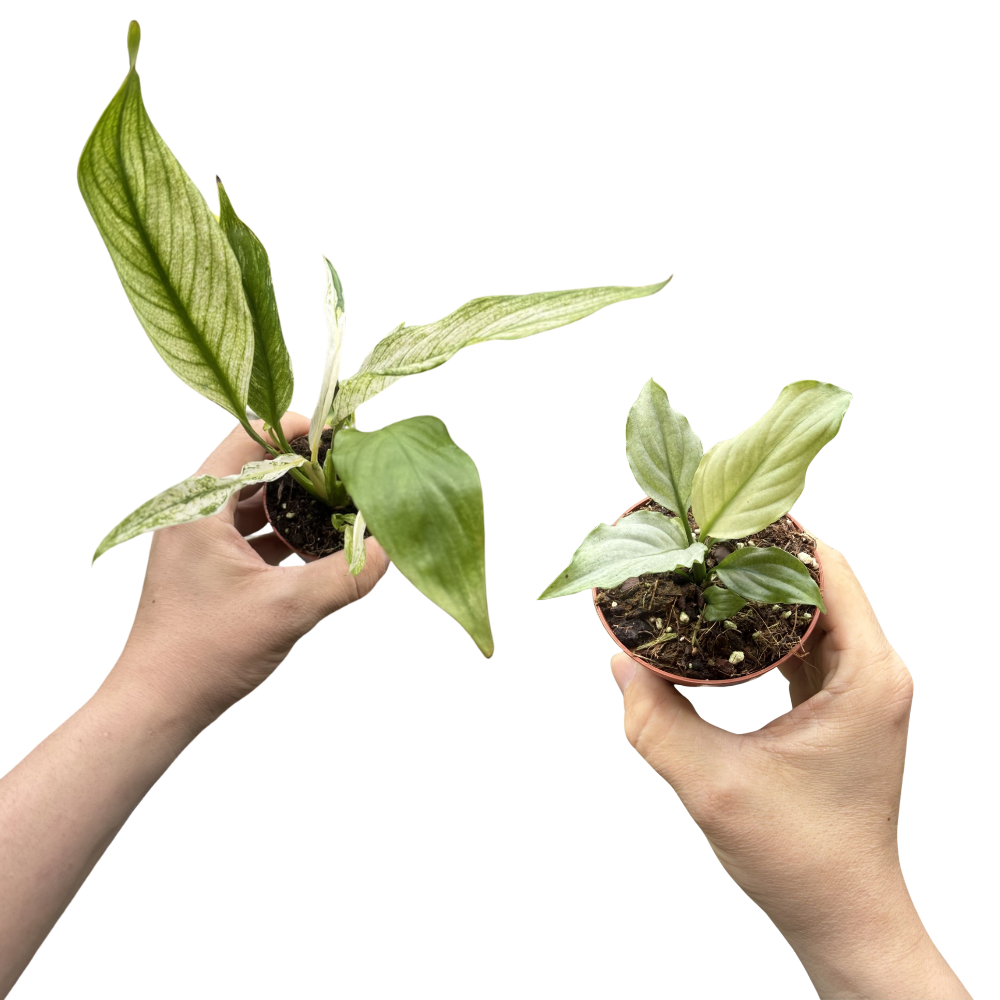 Duo Spathiphyllum 'Blue Ice' / ‘Grey Ghost’ & Spathiphyllum 'Snow Feather'