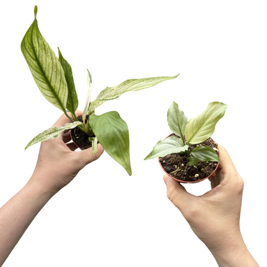 Duo Spathiphyllum 'Blue Ice' & Spathiphyllum 'Snow Feather'