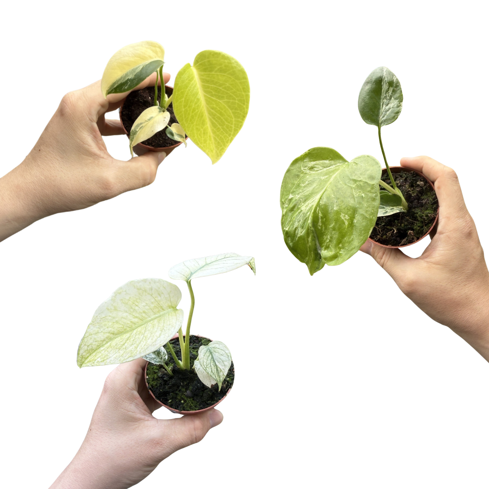 Trio Monstera 'Mint', Monstera 'Aurea' & Monstera 'Bulbasaur'