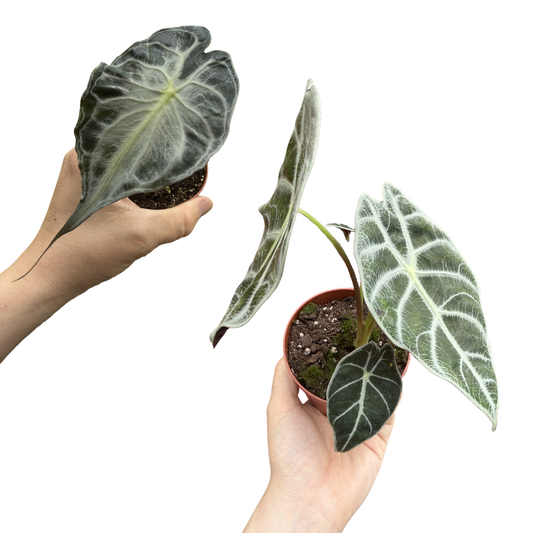 Duo Alocasia watsoniana 'Lightning' & Alocasia 'Venom'