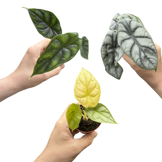 Trio Alocasia 'Dragon Scale', Alocasia 'Silver Dragon' & Alocasia 'Golden Dragon'
