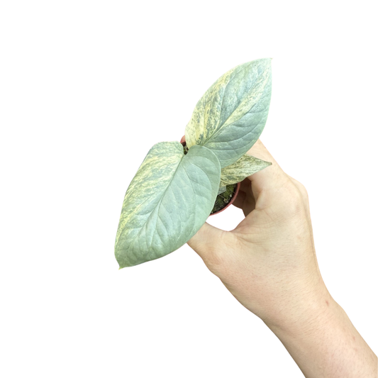 Amydrium medium 'Silver Variegated'
