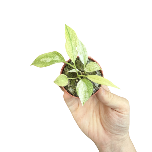 Anthurium vittariifolium 'Variegated'