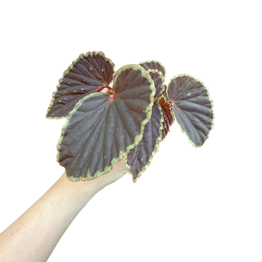 Begonia darthvaderiana 'Green Spots'
