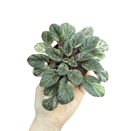Saintpaulia 'Marble Variegated' (African Violet)