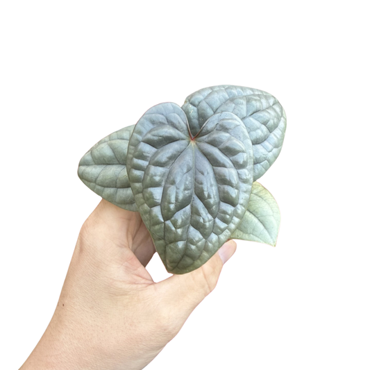 Anthurium luxurians