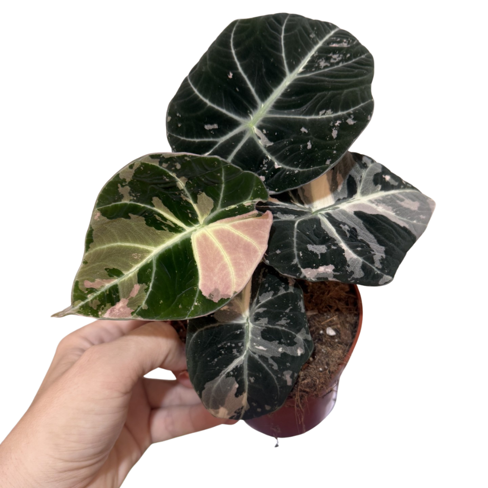 Alocasia 'Black Velvet Pink Variegated'