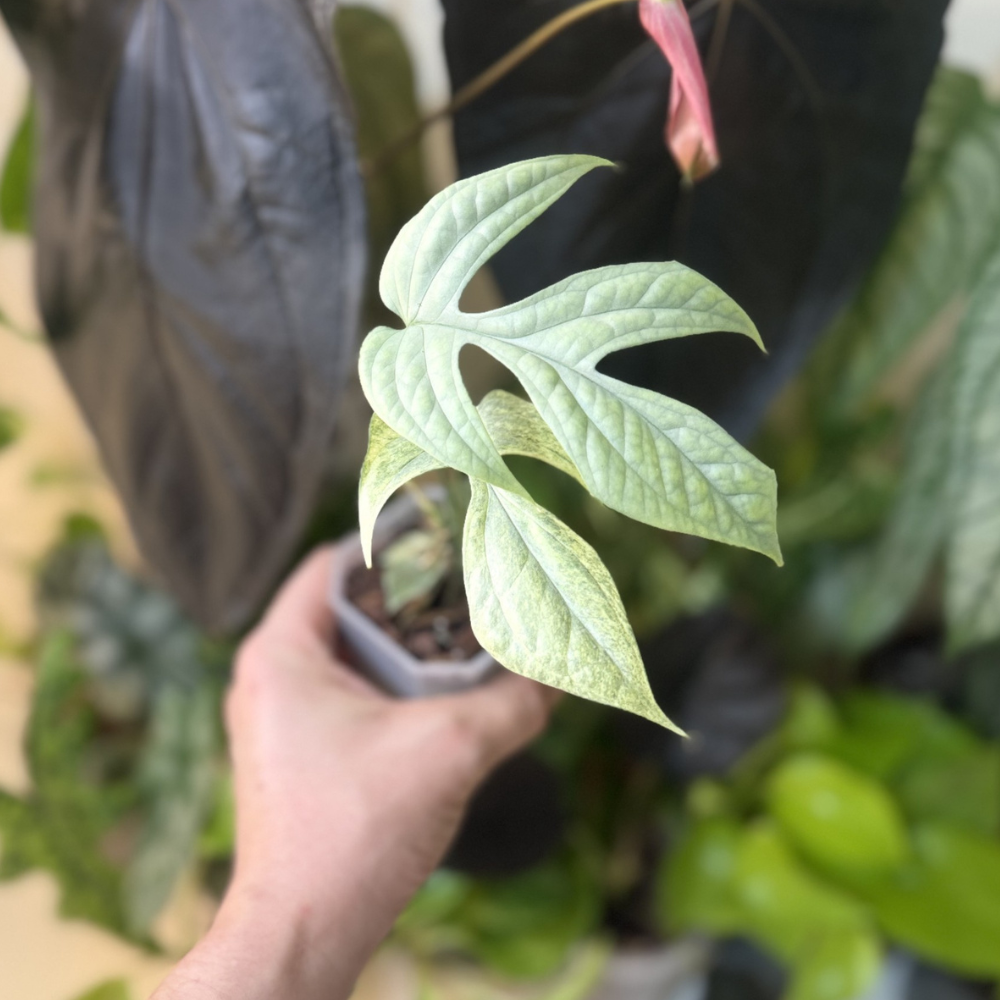 Amydrium medium 'Silver Variegated'