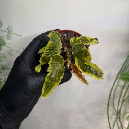 Begonia 'Dainty Spray Sport Variegata' 8cm - #1