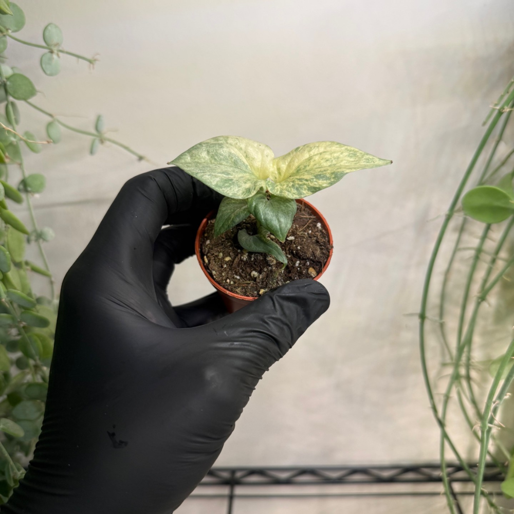 Amydrium medium 'Silver Variegata' 6cm - #1