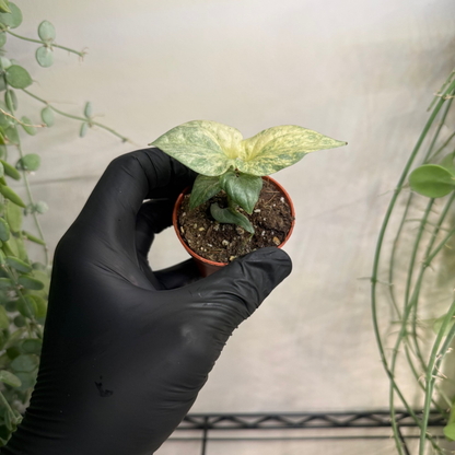 Amydrium medium 'Silver Variegata' 6cm - #1